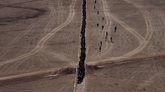 Aerial view of a long camel queue in the desert