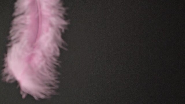 Pink feather on black background. Slow-motion abstract delicate pink plumage gently falling and scattering across a black backdrop with soft, ethereal movement.