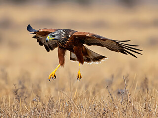 Fototapeta premium African hawk with spread brown and white wings diving low toward dry grassland with talons extended ready to strike prey. Raptor hunting concept