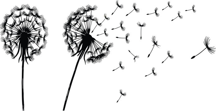 Dandelion, dandelion seeds, blowing dandelion, black and white, vector illustration, floral design element