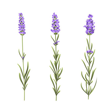 Set of three hand drawn lavender sprigs vector clipart