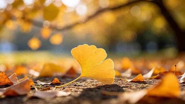 Close up of golden ginkgo leaves scattered on ground in autumn forest