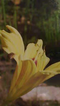 Vertical video: Yellow lily drawing bees with nectar scent bees hovering probing stamen for garden