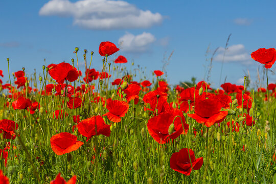Papaver rhoeas or common poppy, red poppy is an annual herbaceous flowering plant in the poppy family, Papaveraceae, with red petals
