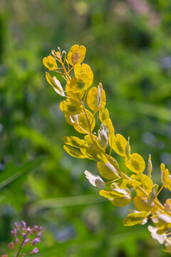 In nature, Thlaspi arvense grows among wild grasses