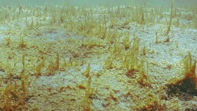 Close-up panorama of sandy bottom covered with large colony of single-celled seaweed with gas bubbles glowing in sun. Microalgae with long capsules containing tiny bubbles sways in waters current