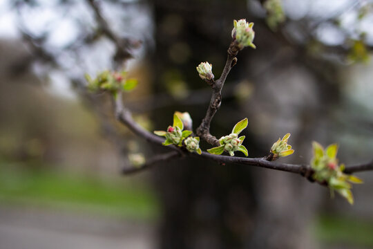 Young leaves and forming buds cluster on a twig set against a soft gray field this simple composition suggests renewal patience and the quiet energy that drives spring forward