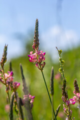 Fototapeta premium Onobrychis arenaria. Hungarian Sainfoin. Pink and green floral background. Delicate pink flowers in a sunny meadow