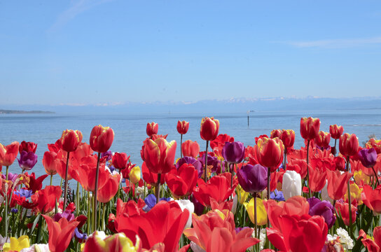 lots of red tulips with water and mountains at the background