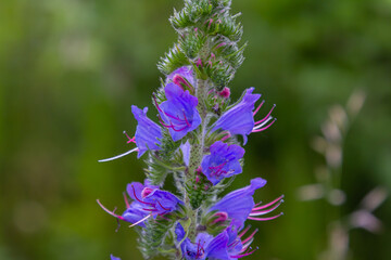 Fototapeta premium The Echium vulgare flower is a species of herbaceous plant, family Boraginaceae