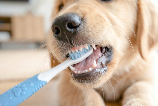 犬の歯を歯ブラシで磨く手元