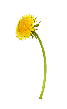 Single yellow dandelion flower isolated on white or transparent background