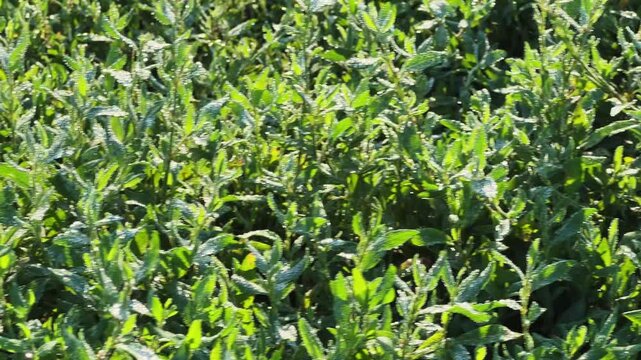 Knotgrass covered with morning dew on meadow close-up