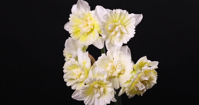 White narcissus flower bouquet slowly rotating