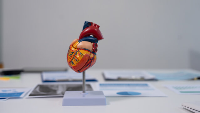 Anatomical human heart model on a stand on a desk with blurred medical charts and documents in the background, healthcare education and cardiology concept.