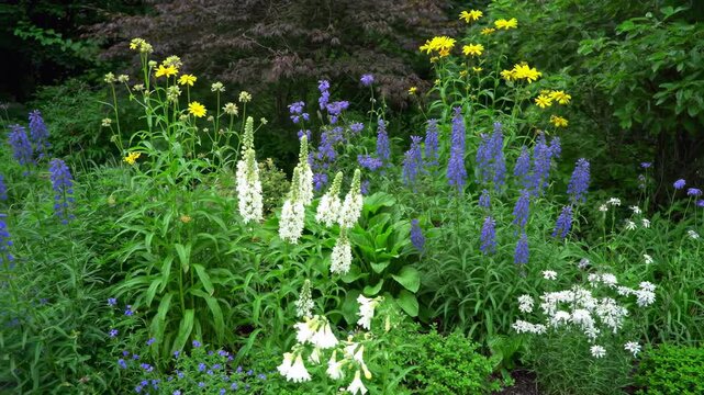 lush garden border with blooming white foxglove, blue veronica, and yellow flowers surrounded by green foliage