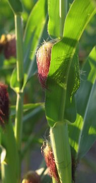 Young corn cob with silk growing in a field at sunset