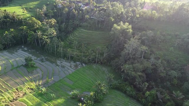 Aerial Drone Pull Back Over Lush Rice Terraces and Tropical Landscape