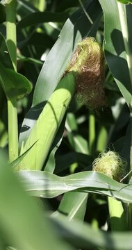 Close up of ripening corn cob on the stalk