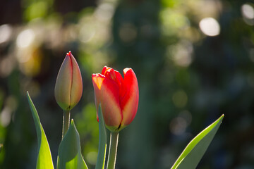 Fototapeta premium Red Tulip and Bud in Sunlit Garden With Soft Bokeh Background, Spring Flower Close-Up