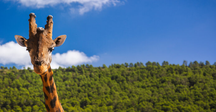 Giraffe portrait with blue sky and wide copy space over green forest