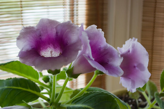 violet gloxinia flowers on the windowsill