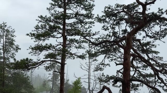 Old pines on sheer cliff edge in fog during rain