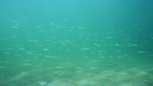 School of Black Sea Silversides (Atherina boyeri pontica) swims in bluish-green water over sandy bottom. Group of small fishes swimming in coastal waters