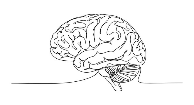 Continuous One Line Drawing of Human Brain Anatomy Illustration