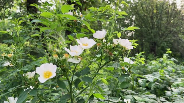 Blooming dog rose bush with white flowers in overcast day
