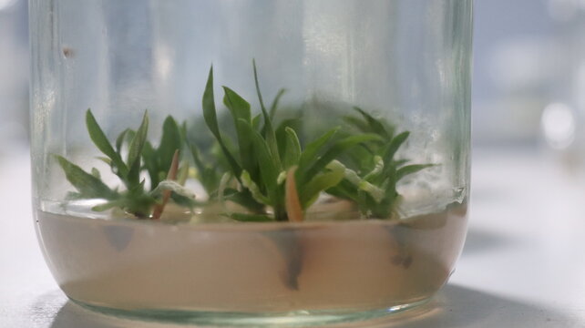 Green Plantlets Growing in Glass Jar Micropropagation Botanical Science Research