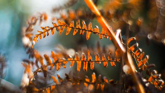 Macro de feuilles d'arbre et de foug&egrave;re sauvages