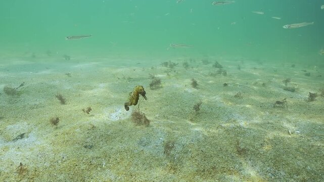 Seahorse swimming above sandy seabed covered with rusty-brown slimy plaque, biofilm of microorganisms colony (microalgae), school of Black Sea Silversides (Atherina) swims next to Sea Horse