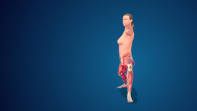 3D human Virabhadrasana_II Variation extended warrior yoga pose on blue background, loopable