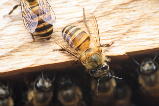 Honey bee coming out of hive entrance