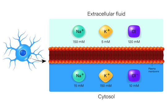 Ionic gradients across the plasma membrane. Chemical synapse vector. Neuron communication. Nervous system.
