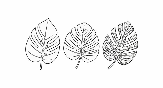 Three line art Monstera leaves in varying stages of fenestration