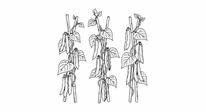 Three rows of climbing bean plants with pods and leaves
