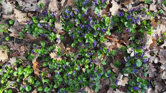 Blooming wild violet on glade in a forest, top view