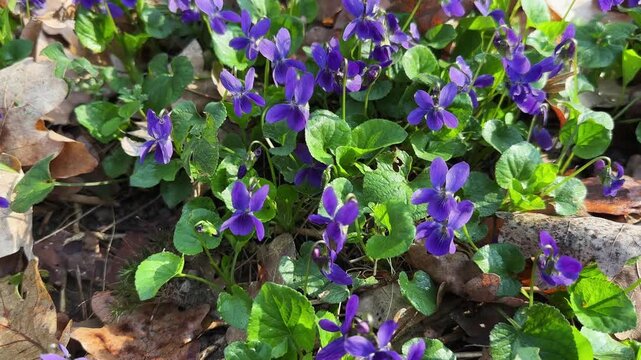 Blooming wild violet on glade in a forest close-up