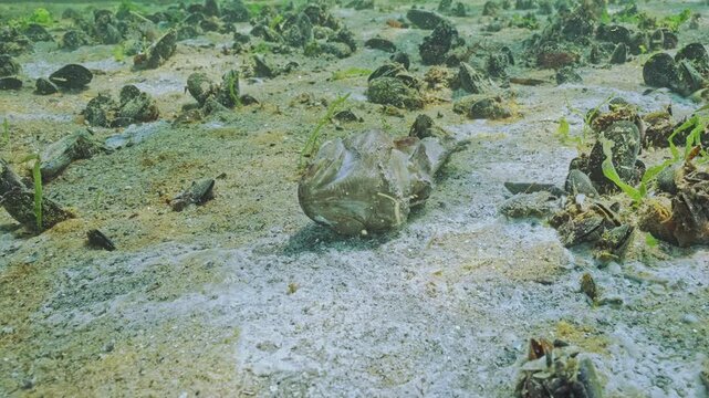 Close-up of seabed covered with brown coating and spots resemble white mold and corpse of dead goby lies on sand in low-oxygen zone, also known as hypoxic dead zones 