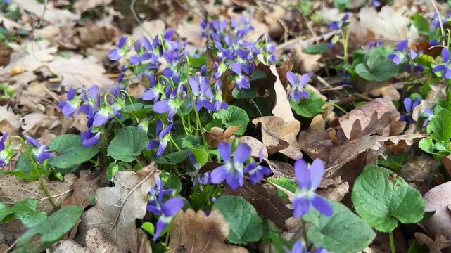 Blooming wild violet on glade in a forest close-up