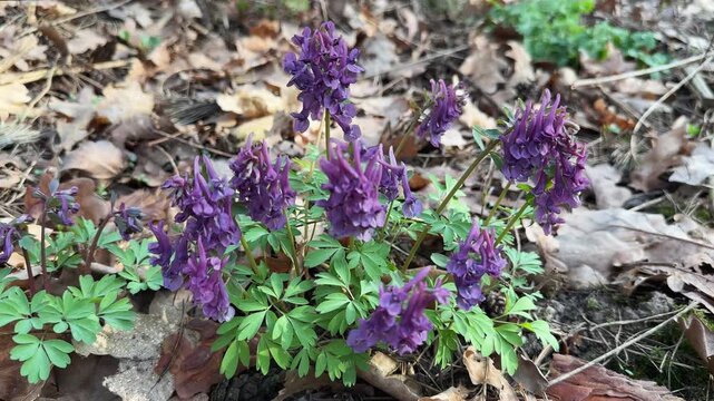 Bush of blooming fumewort in a forest close-up