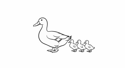 Fototapeta premium A mama duck leads her three ducklings in single file across a white background