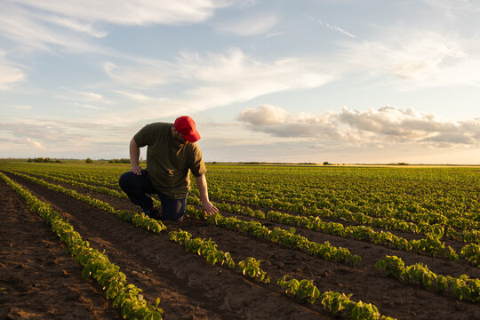 Agronomist inspecting young soybean plants in cultivated field.