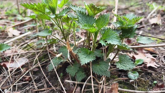 Young stinging nettle bush among last year's fallen leaves