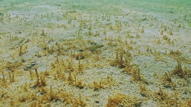 Seabed is covered with tiny bubbles of gas that glitter in evening light. Sand is covered by huge colony of single-celled, gas-emitting algae. Golden-brown slime capsules of microalgae with bubbles