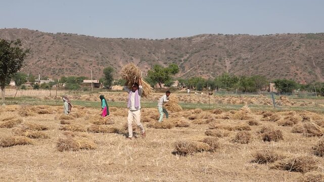 Indian farmers carrying harvested wheat bundles. traditional farming, harvest season, hard work, and rural life in India. Agriculture, sustainability, and food production