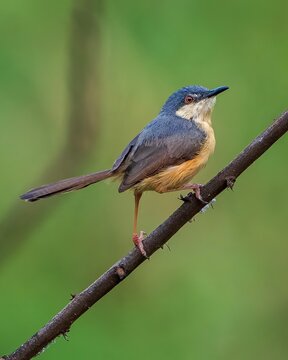 A vibrant Common Tailorbird perches on a branch, its distinctive grey-blue head and rufous flanks contrasting with a blurred green natural background, a serene wildlife portrait
