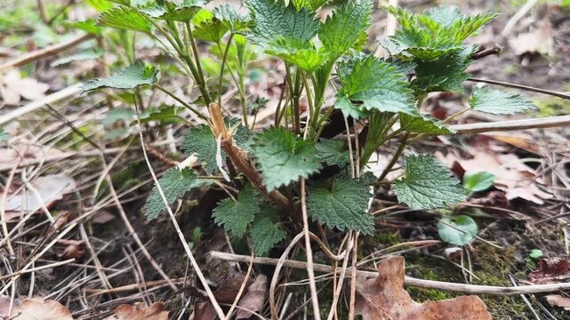 Young stinging nettle bush among last year's fallen leaves